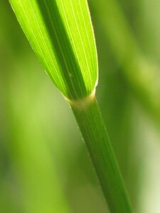 Leaf and stem junction (back view) of Warrego Summer-grass
