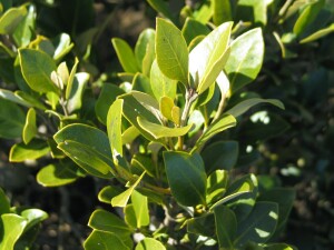 White mangrove leaves - Salinity Indicator Plants