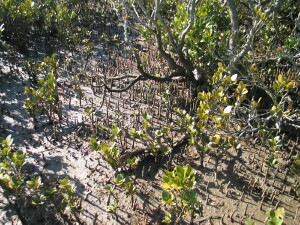 White mangrove pnematophores - Salinity Indicator Plants