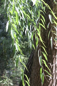 Willow leaves and bark