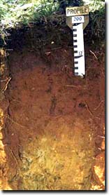 Photo: Soil Profile Brown Dermosol