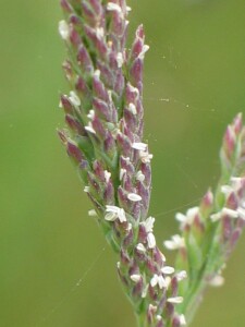 Borrer's Saltmarsh-grass - flowering spikelet