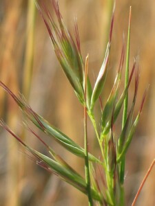 Bristly Wallaby-grass - young flowerhead