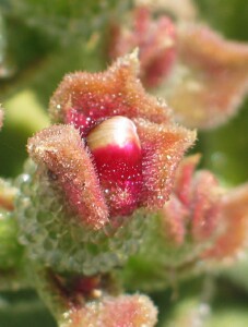 Common Ice Plant - flowerbud