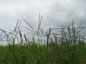 Population of flowering Couch Grass