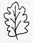 Image:  Diagram - Leaf Margins - Lobed