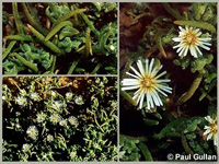 Photo: Photo Gallery - Small Ice Plant
