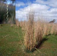 Photo: Photo Gallery - Tall Wheat Grass