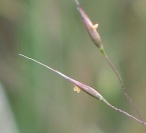 Purple Blown-grass - spikelets