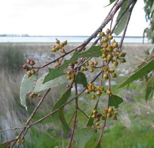 River Red Gum buds