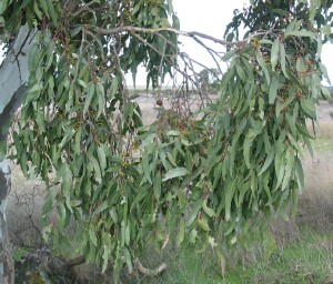 River Red Gum leaves