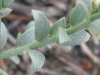 Rosinweed plant showing hairy stems and leaves