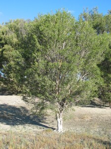 Salt Paperbark - tree