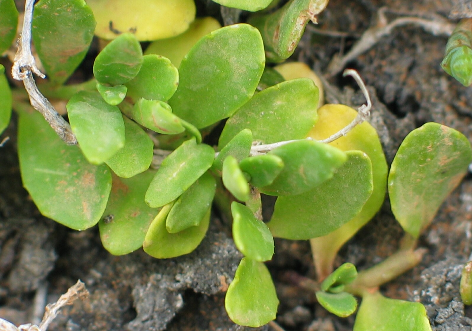 Salt Pratia - leaves