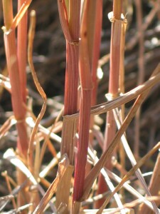 Wimmera Ryegrass - basal stems