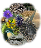 Image: Biodiversity Montage