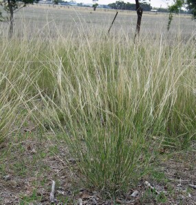 Photo: Cane Needle Grass