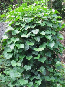 Photo:  English Ivy Plant