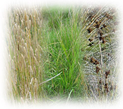 Photo: Perennial Grass Montage