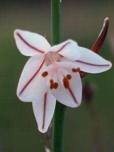 Photo:  Onion Weed Flower