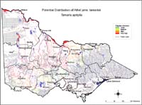 Map:  Potential distribution Athel Pine
