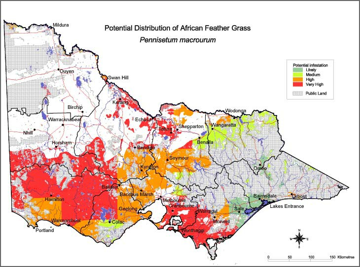 Map:  Potential distribution - African Feathergrass