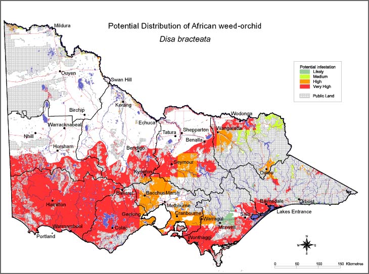 Map:  Potential distribution - African Weed Orchid