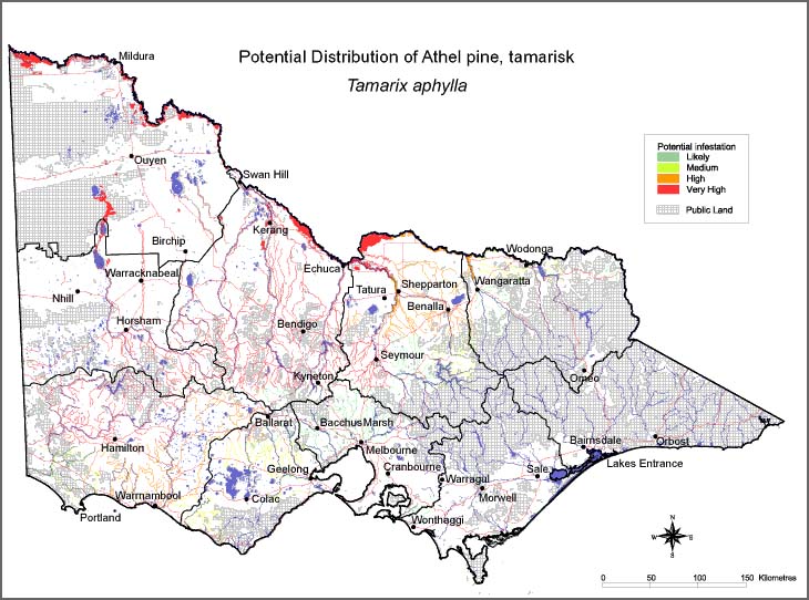 Map:  Potential distribution - Athel Pine