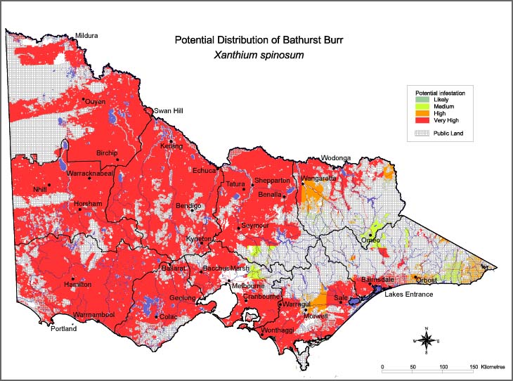 Map:  Potential distribution - Bathurst Burr