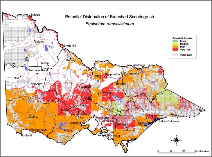 Map:  Potential distribution - Branched Scouringbush