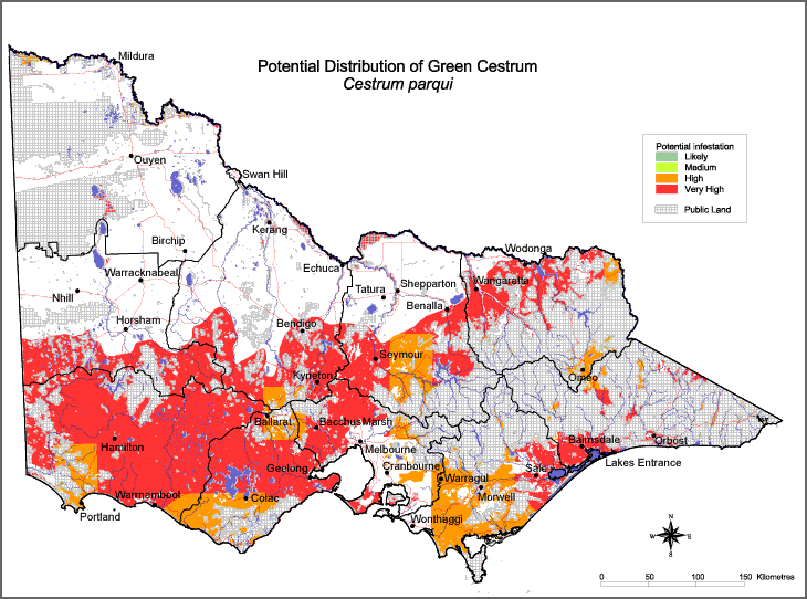 Map:  Potential distribution - Chilean (Green) Cestrum