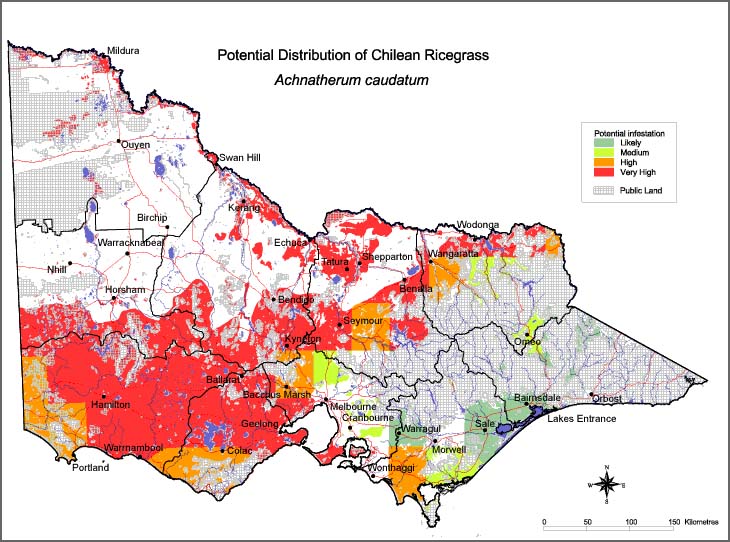 Map:  Potential distribution - Chilean Ricegrass