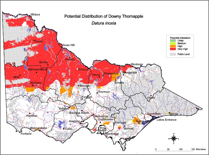 Map:  Potential distribution - Downy Thornapple