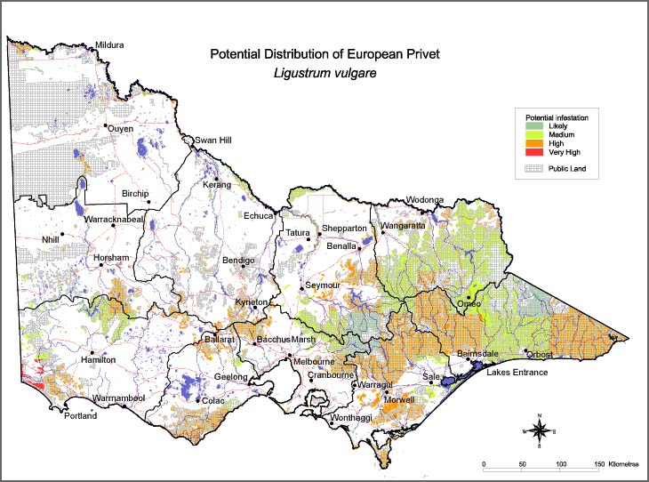 Map:  Potential distribution - European Privet