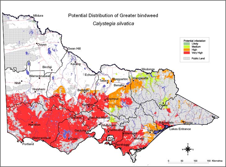 Map:  Potential distribution - Greater Bindweed