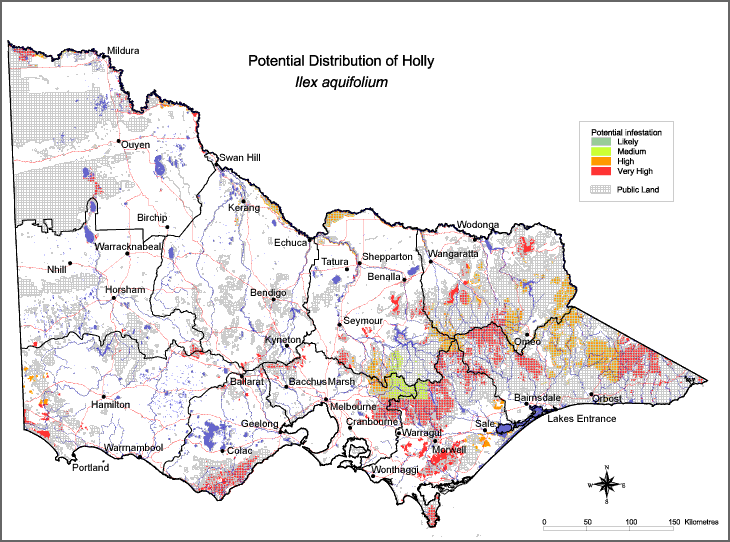 Map:  Potential distribution - Holly