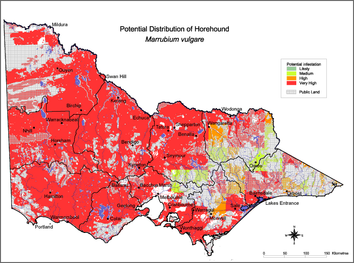 Map:  Potential distribution - Horehound