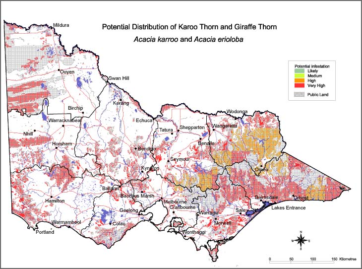 Map:  Potential distribution - Karoo Thorn