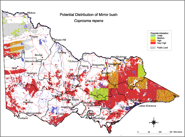 Map:  Potential distribution - Mirror Bush