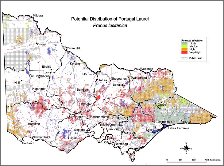 Map:  Potential distribution - Portugal Laurel