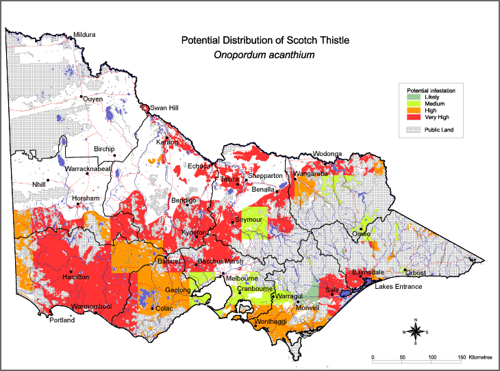 Map:  Potential distribution - Scotch Thistle