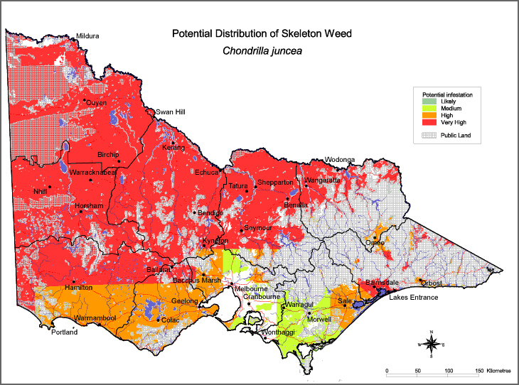 Map:  Potential distribution - Skeleton Weed