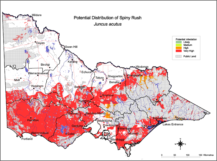Map:  Potential distribution - Spiny Rush