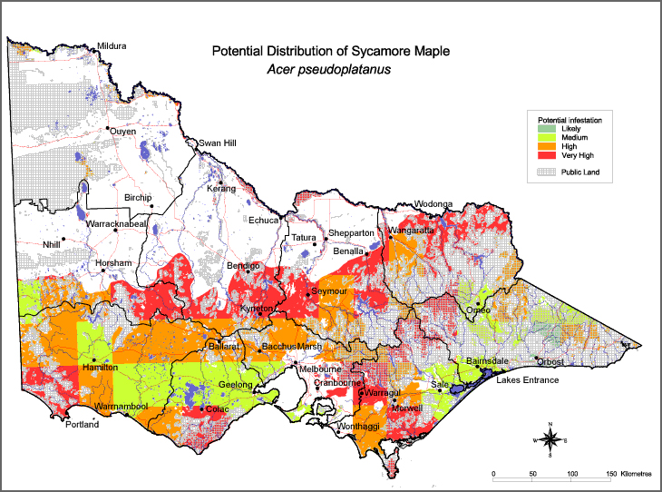 Map:  Potential distribution - Sycamore Maple