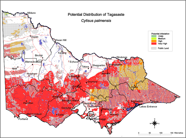 Map:  Potential distribution - Tagasaste