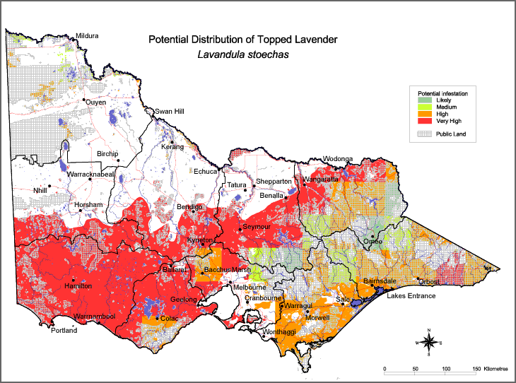 Map:  Potential distribution - Topped Lavender