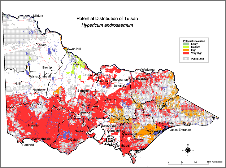 Map:  Potential distribution - Tutsan