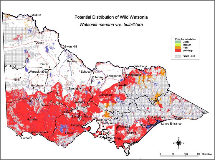 Map:  Potential distribution - Wild Watsonia