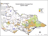 Map: Potential distribution of European Privet