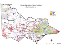 Map: Potential distribution of Italian Buckthorn